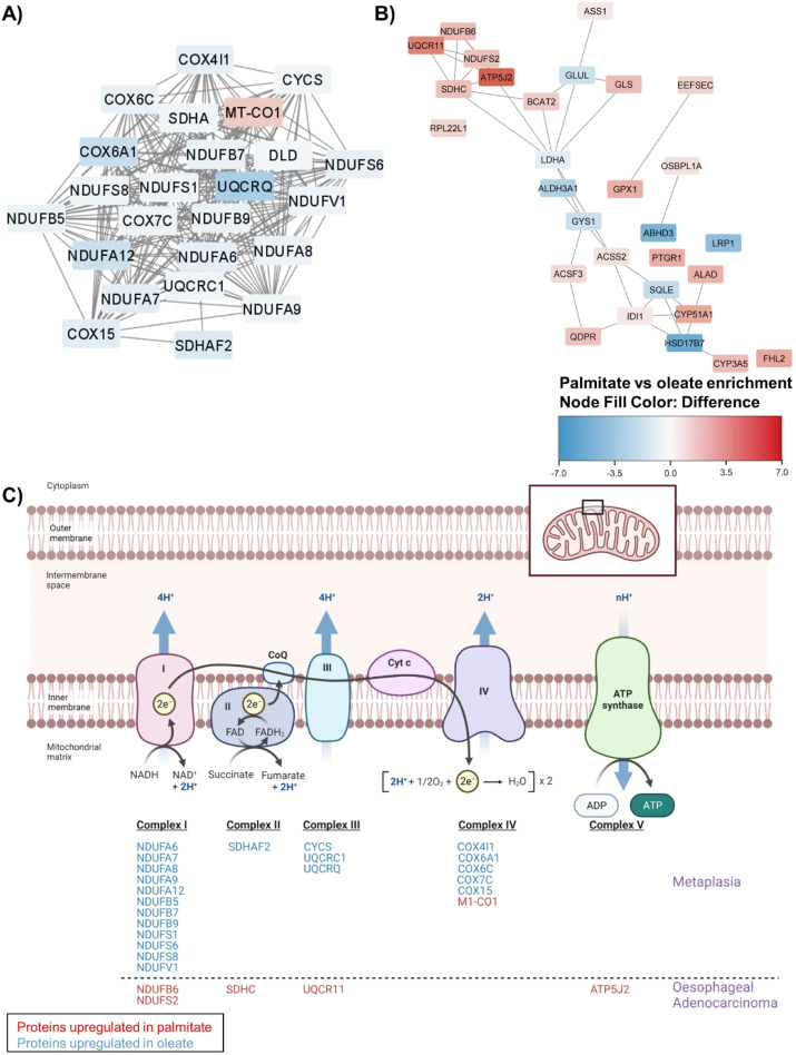 POI-led oesophageal cancer study published in Neoplasia