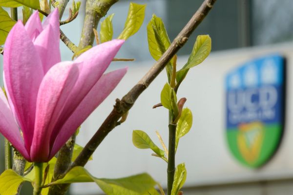 ucdflower,ucdcrestandflower