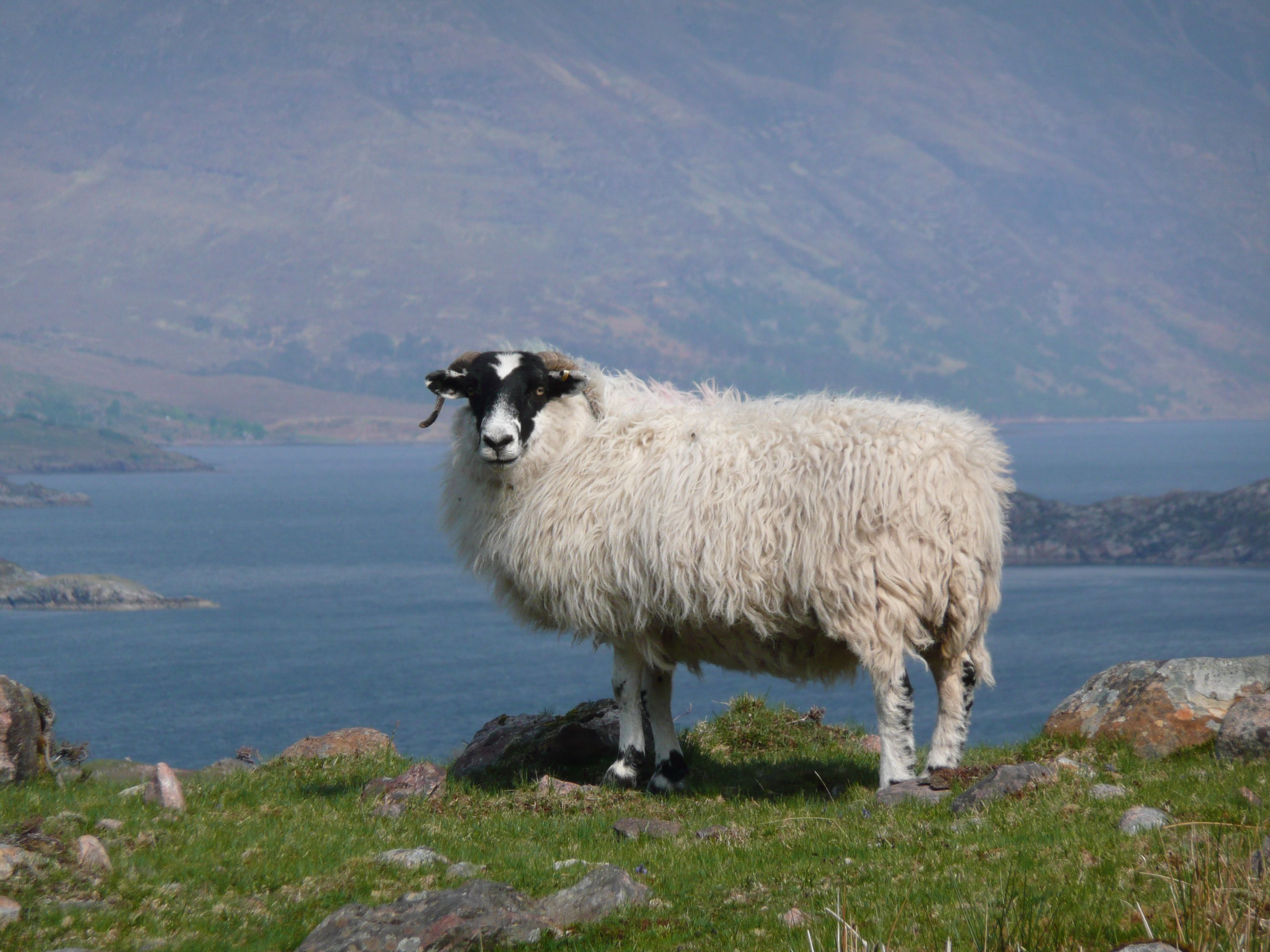 Ancient DNA analyses bring to life the 11,000-year intertwined genomic history of sheep and humans