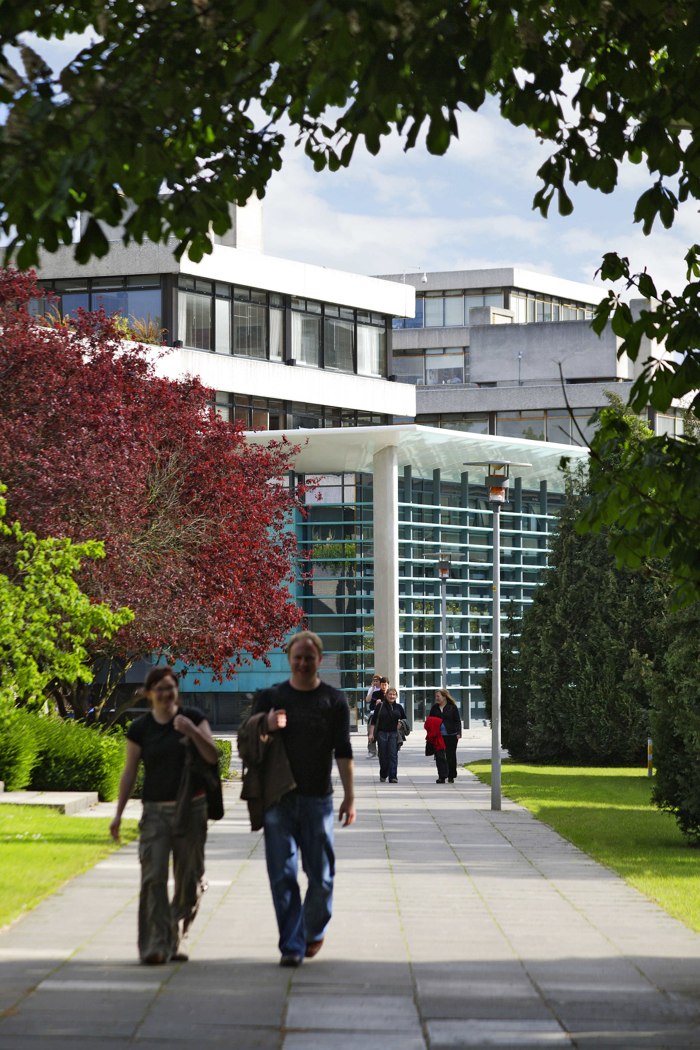UCD Belfield campus tree lined pathway