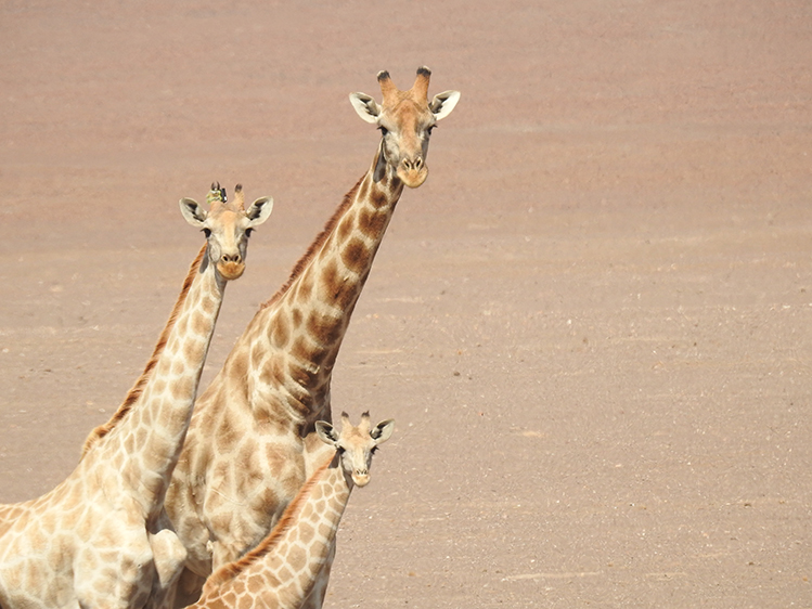 three giraffes