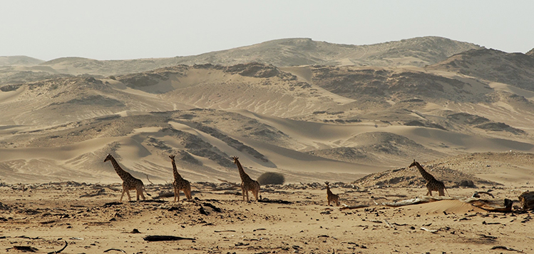 Running giraffes