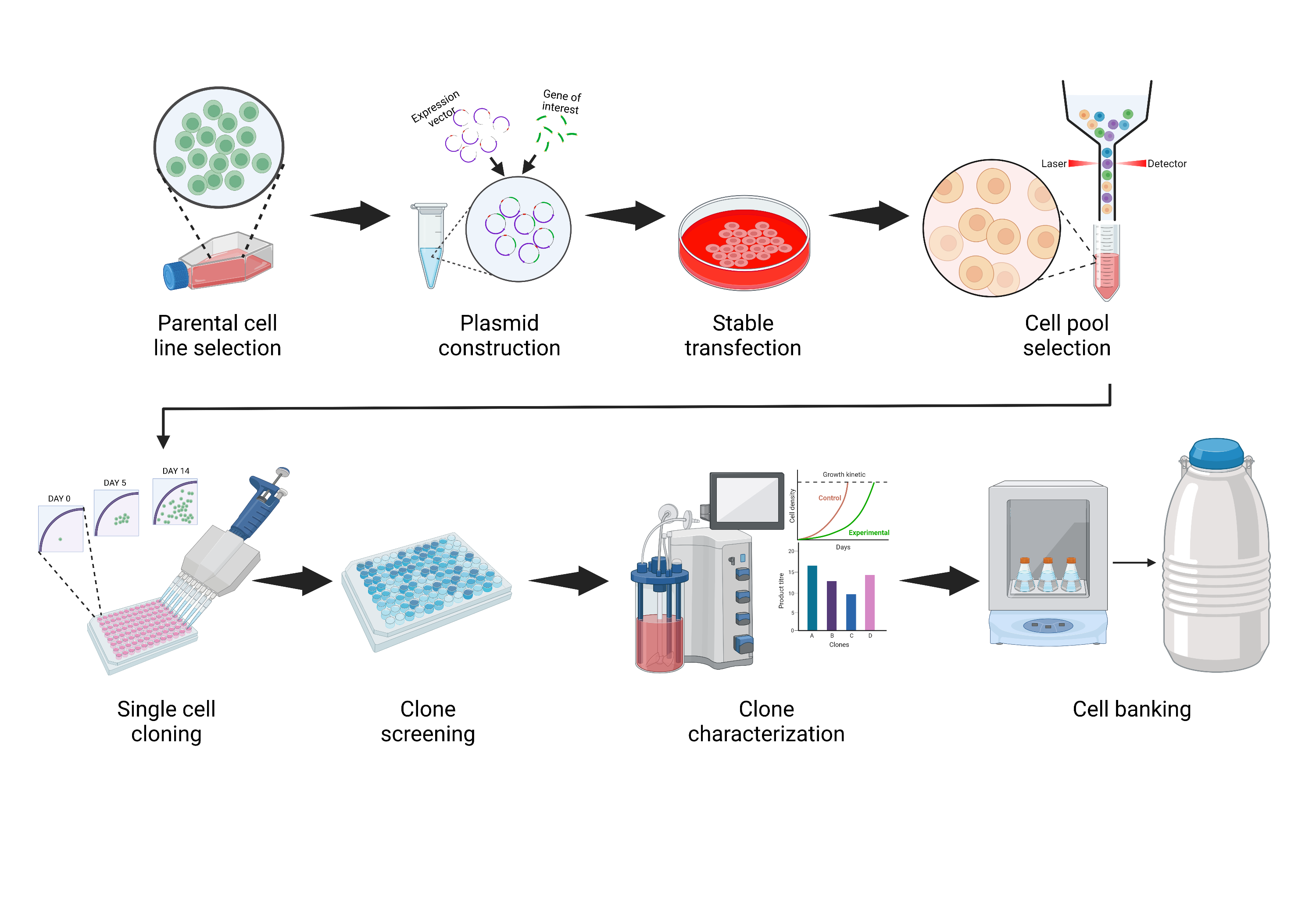 Cell-line-development-process