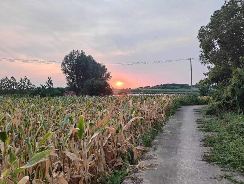 Corn Field