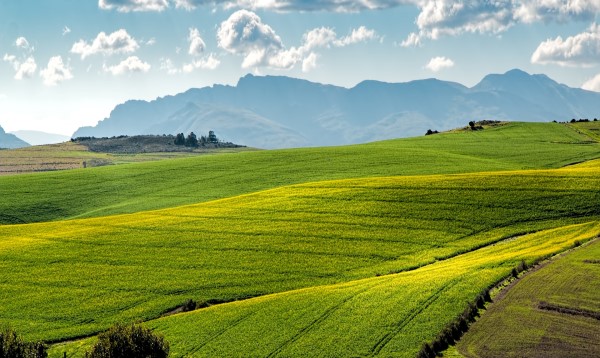 Photograph of a large field of ripening crops