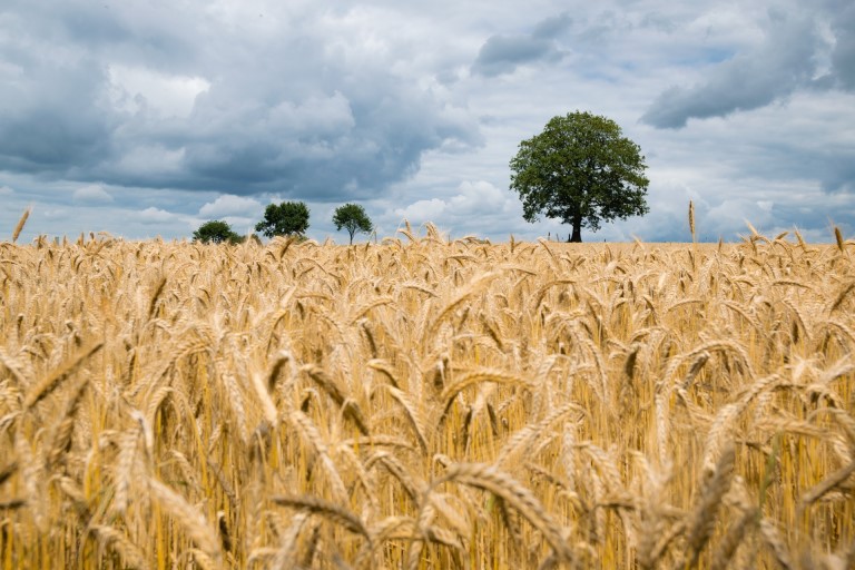 Photograph of a field of ripe barley