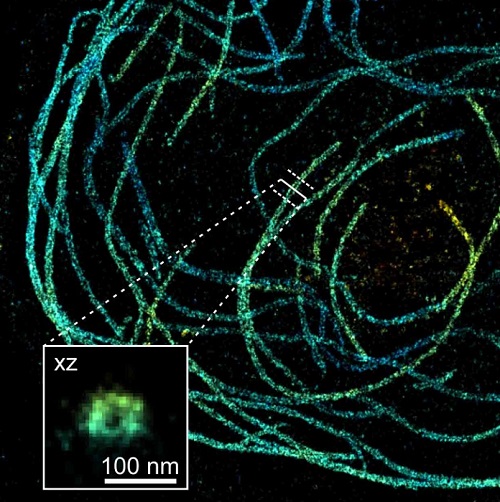 Nanoscale super-resolution image showing the hollow structure of microtubules in a blood platelet (Dr Schoen, RCSI)