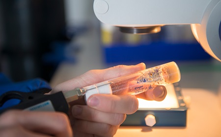 Fruit fly examination