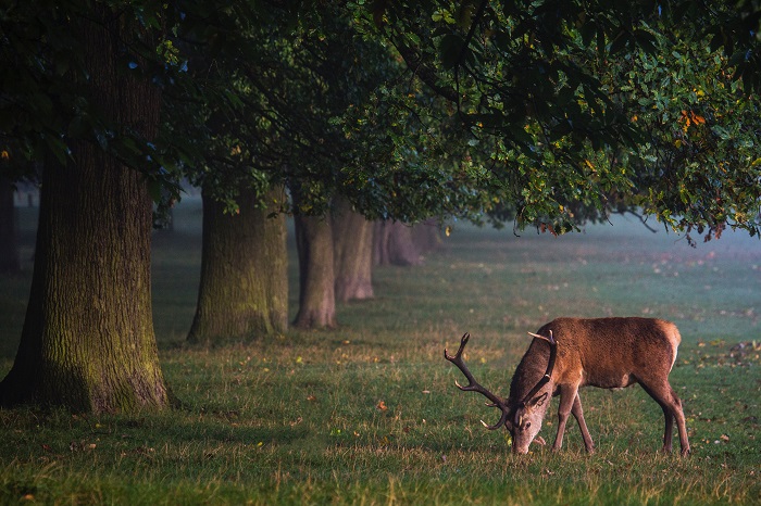 a photo of a deer eating grass in the phoenix park, dublin