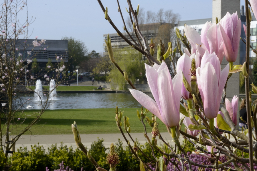 Photograph of the UCD lake with grass in front and a magnolia flower in the right foreground