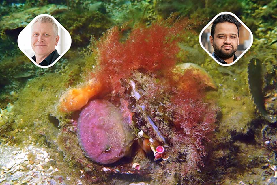 A pristine native oyster bed habitat in Connemara, County Galway, currently undergoing active research Credit: Jose M. Fariñas-Franco