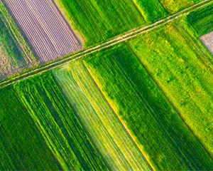 How are changing climates and extreme weather events affecting the global food supply and what can we learn from past climatic changes? How can plant disease resistance be improved to improve food productivity? How can we better understand plant responses to environmental change, abiotic and biotic stressors?