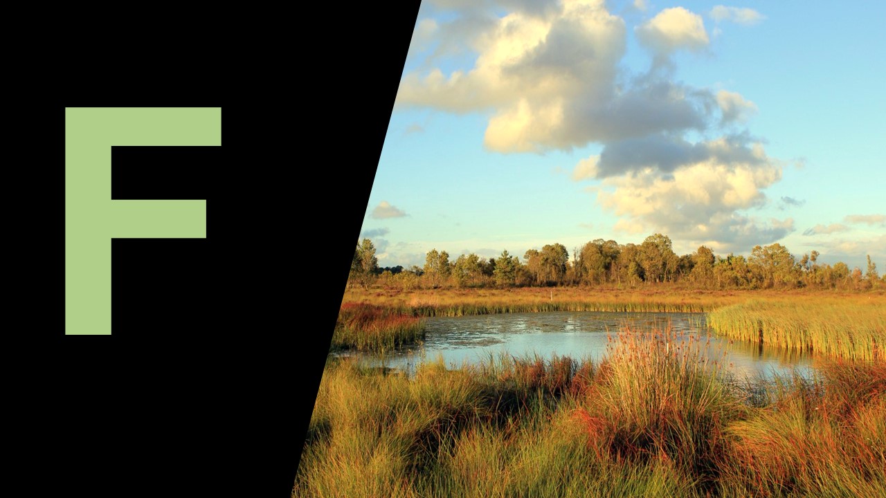 Photo of a wetland, large capital F