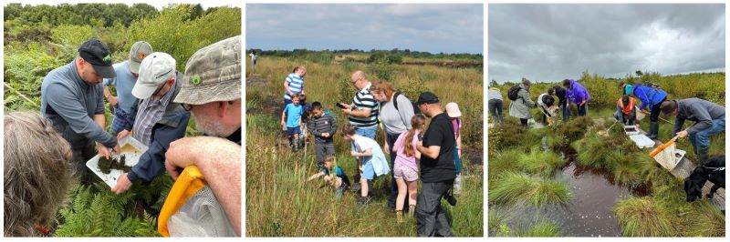 Drummin Bog, Ballydermot Bog and Girley Bog Lizard and Mini-beasts workshops