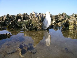 Image of rockpool