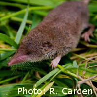 greater white-toothed shrew