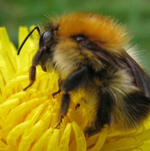 Image of a bee on a flower