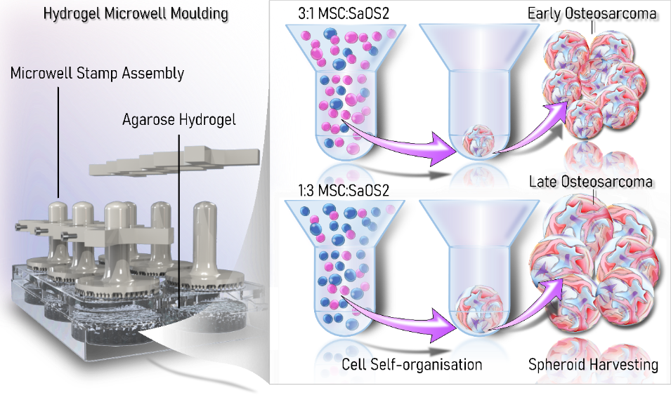 3dtumourmodels Diagram