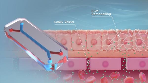 Organ on chip illustration