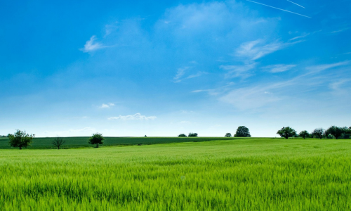 Photo of an empty field with clear blue sky.