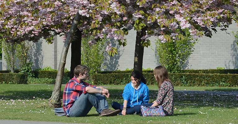 Three students sit under a cherry blossom tree on the UCD campus.