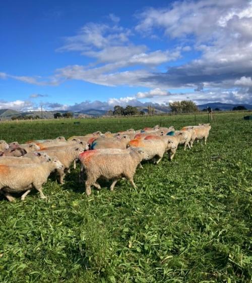 Flock of sheep in green pasture