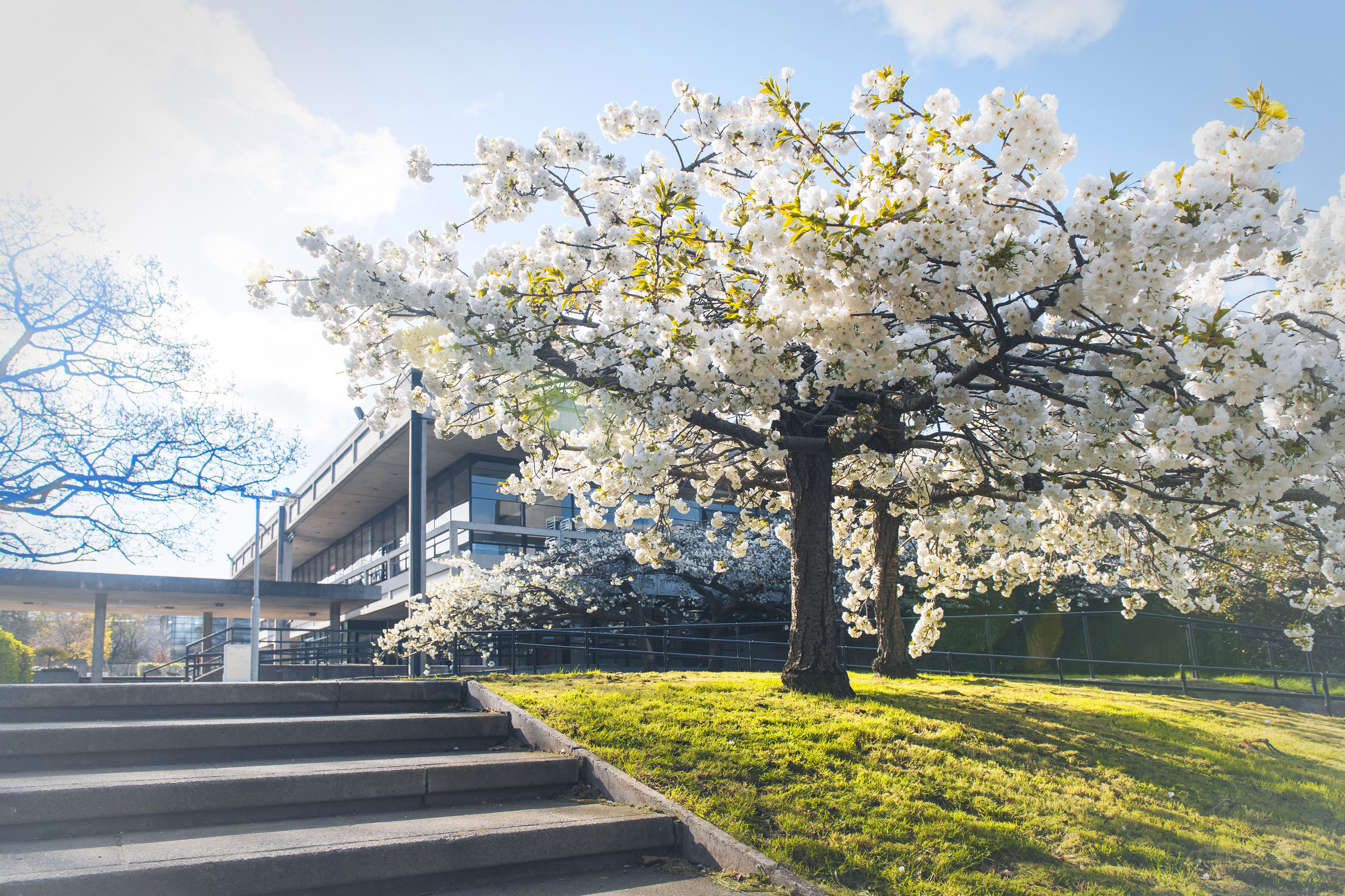 Cherry Blossoms by the main UCD Restaurant