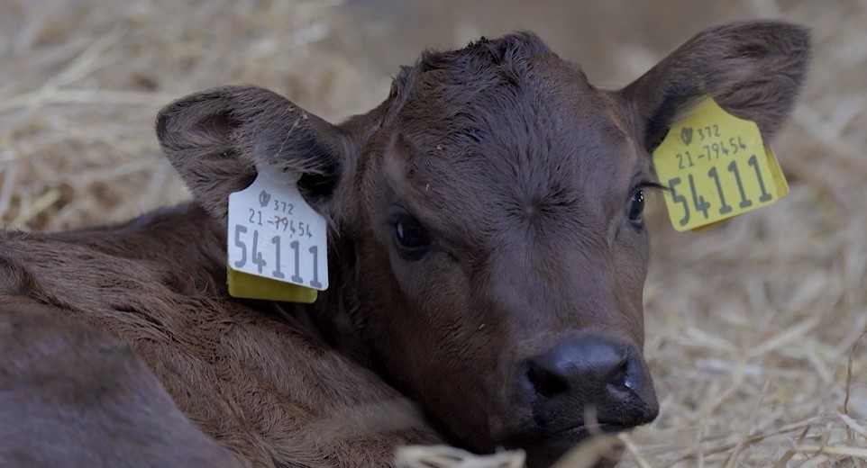 Calf Rearing Facilities