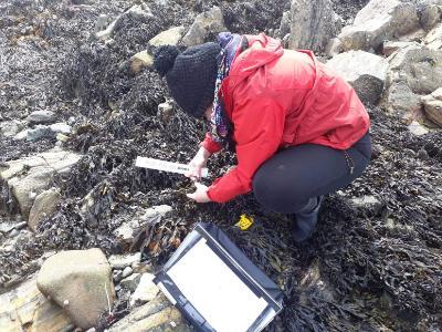 Marbees researcher at work along the coast examining seaweed with scientific equipment