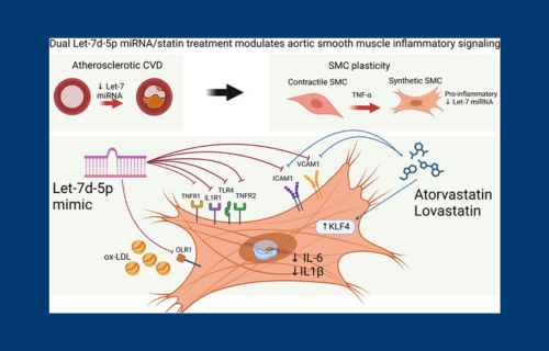 UCD Heart Disease Study: Combining Statins with Novel RNA Therapy