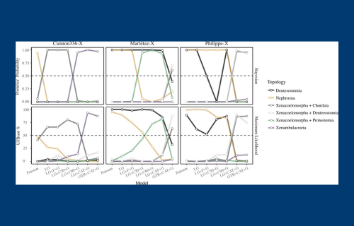 Avoiding phylogenetic errors in proposing a novel set of relationships for Xenacoelomorpha