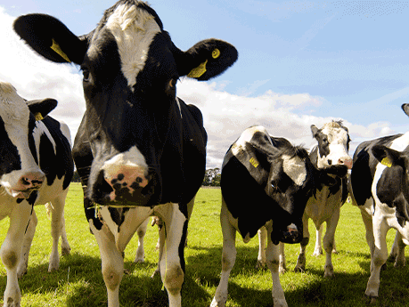 Cows in a field.