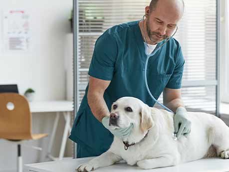 Vet with a lab.