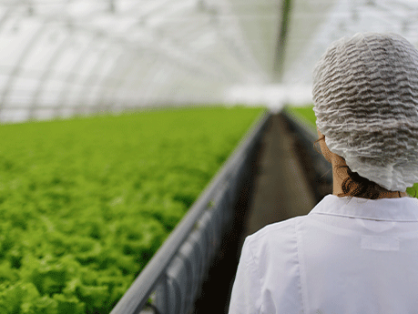 Woman with hairnet in polytunnel.