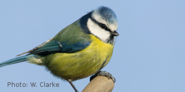 Bird records from the 1970s through 2019 reveal a dynamic community of birds on UCD campus.  