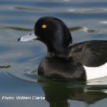 A black and white bird swimming in water.