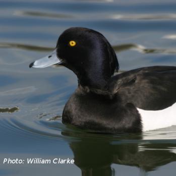 A black and white bird swimming in water.