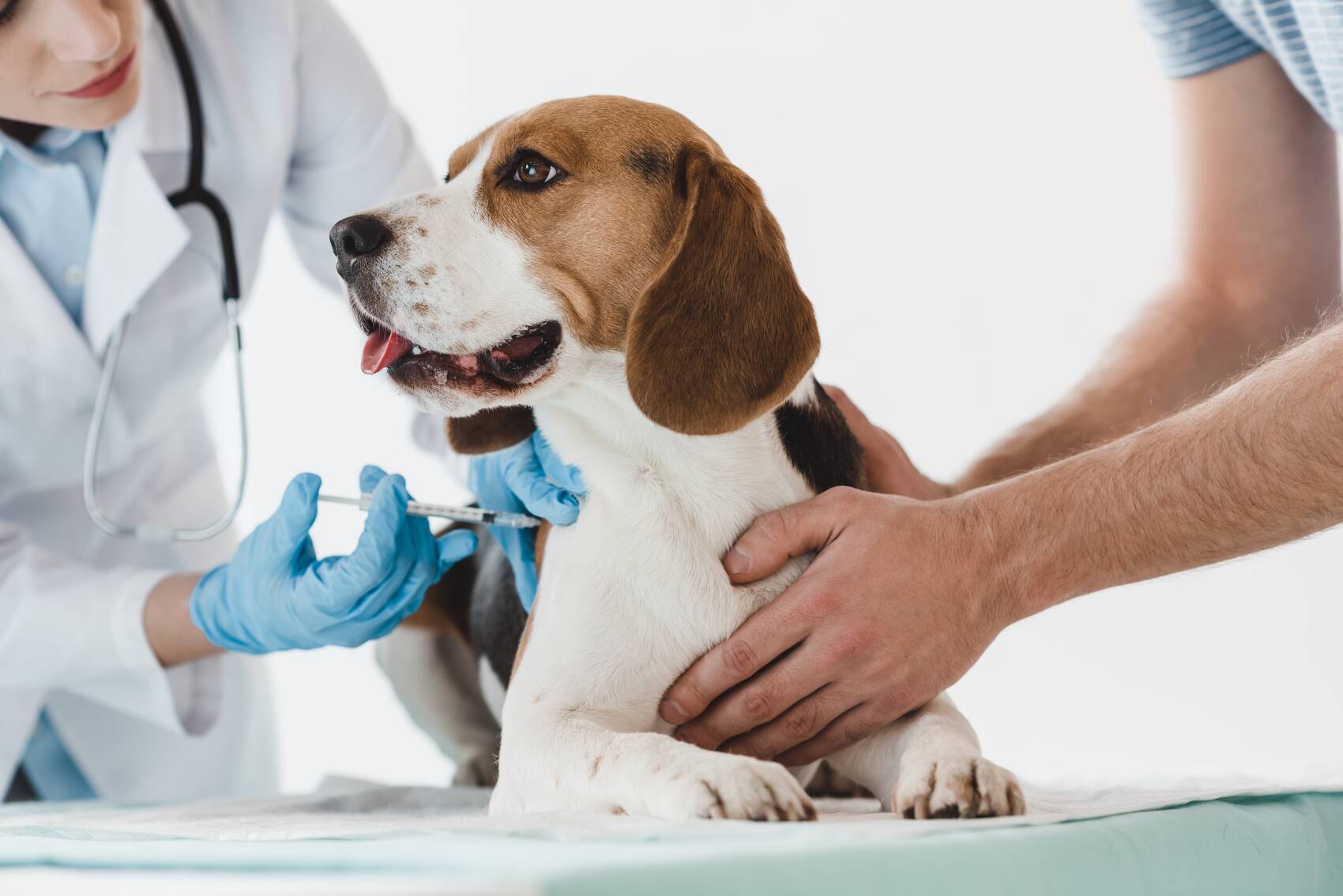 A dog being examined by a vet