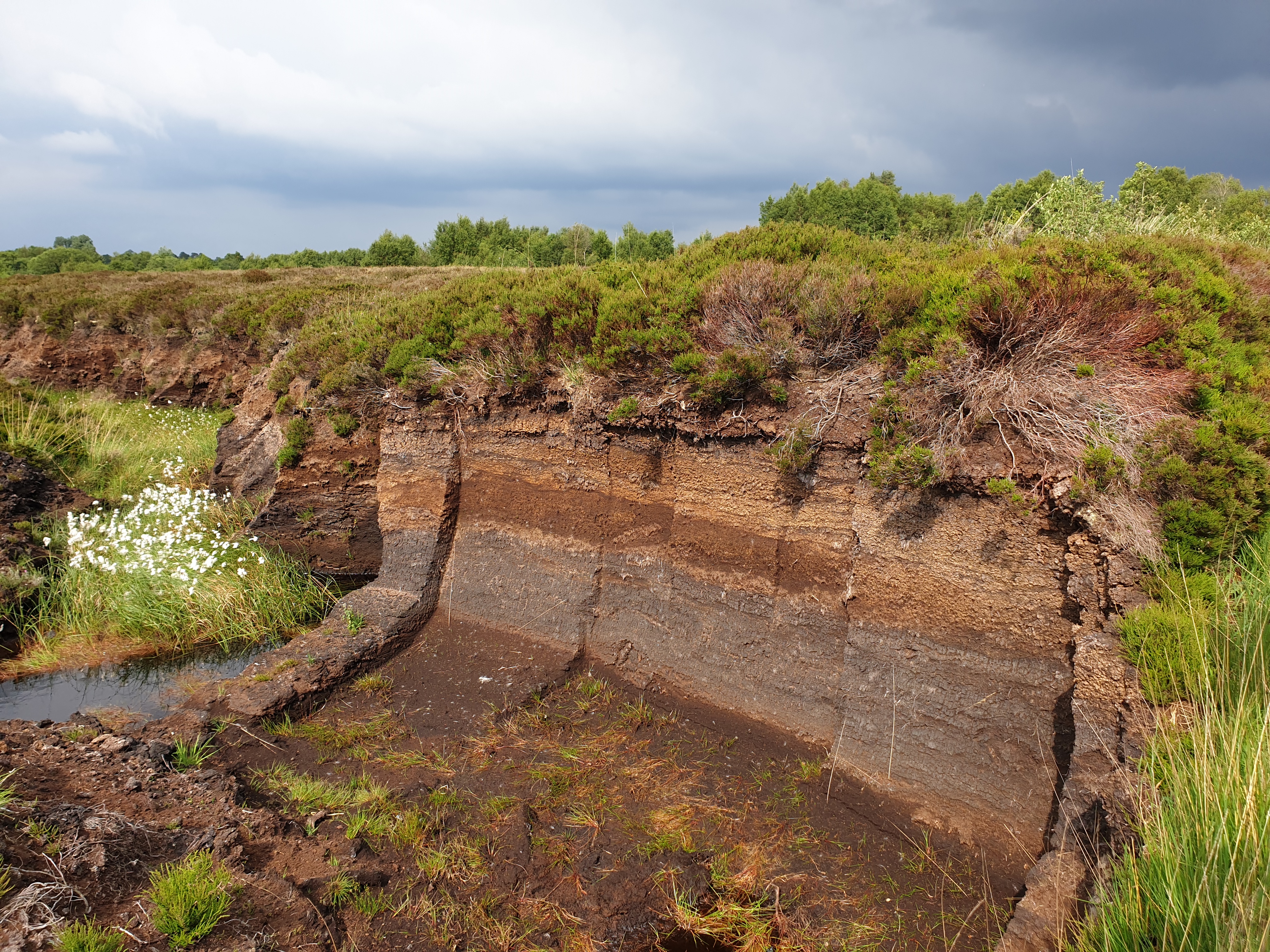 Cutover bog