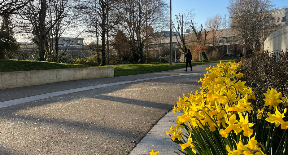 Person walking along a path with daffodils blooming