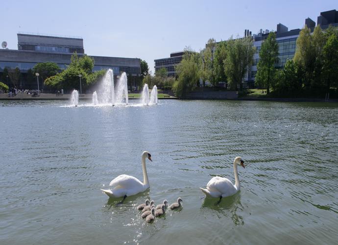 New cygnets on the Belfield lake