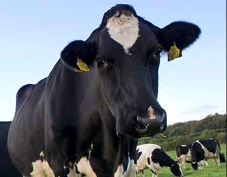 AgriChemWhey on the Lisheen Bioeconomy Campus aims to establish an innovative, industrial scale biorefinery with integrated symbiotic industrial and agricultural value chains. This facility will have the capacity to valorise over 25,000 tonnes per annum of major by-products of dairy processing.