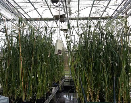 The Healthy Oats collaboration is promoting the development of oats as a healthy food product and a climate-resistant crop that is traditional in Wales and Ireland. 