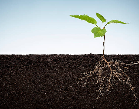 Ireland\'s first facility for non-destructive 3D imaging of whole plants using X-ray CT at UCD Rosemount Environmental Research Station