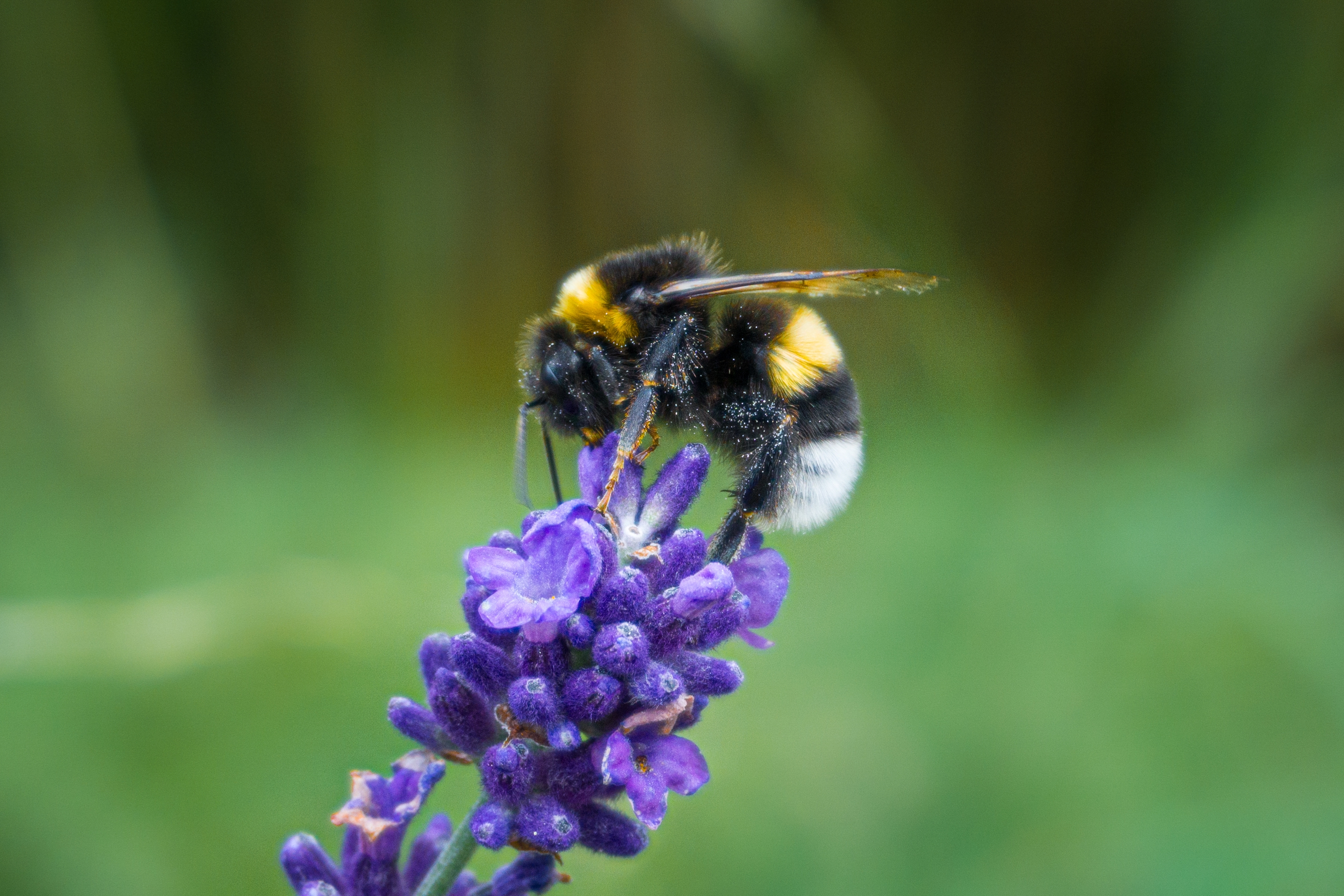 Research shows that 10% natural habitat is insufficient for pollinator recovery