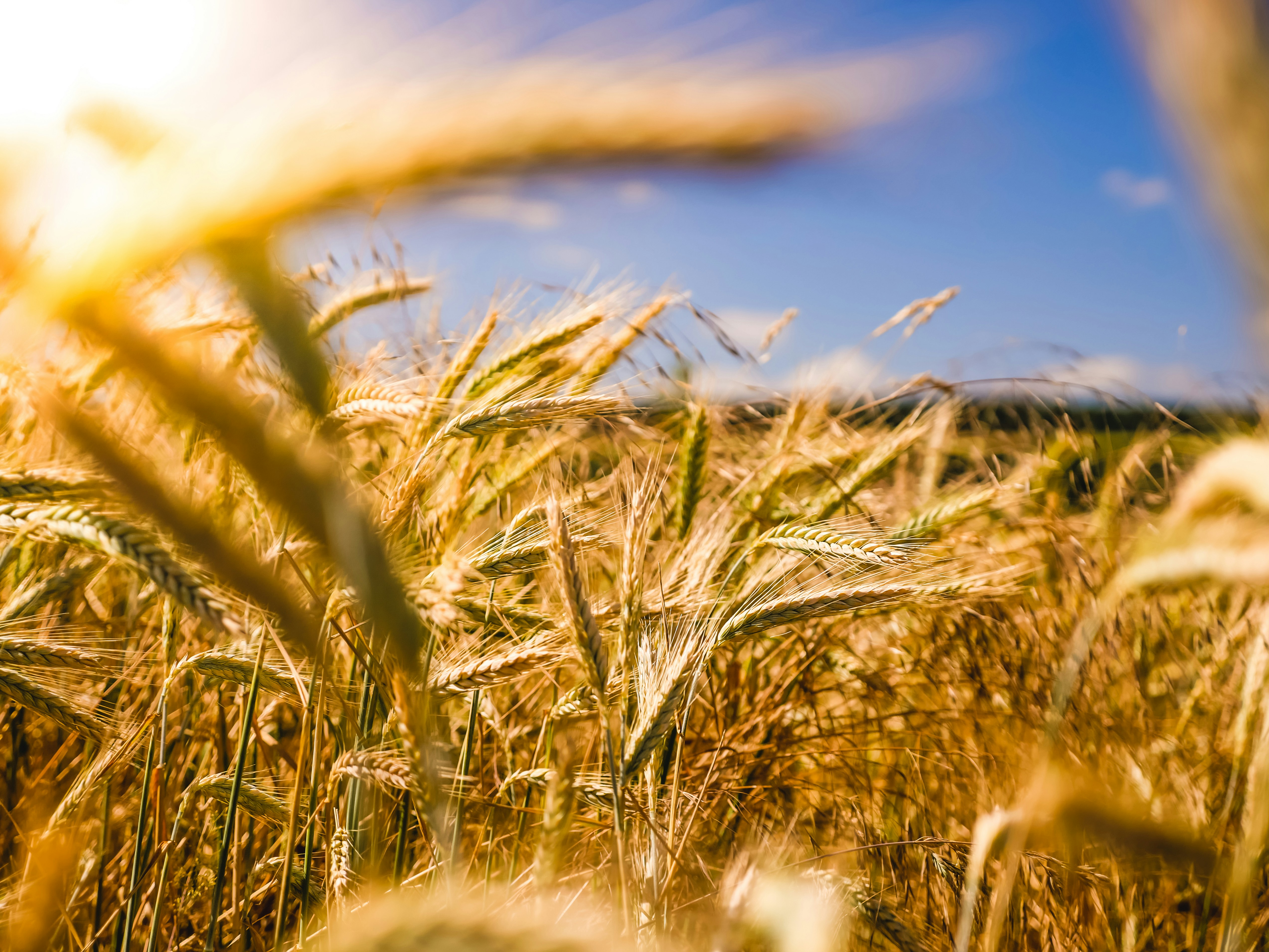 €46M Thematic Research call largest ever for Dept of Agriculture