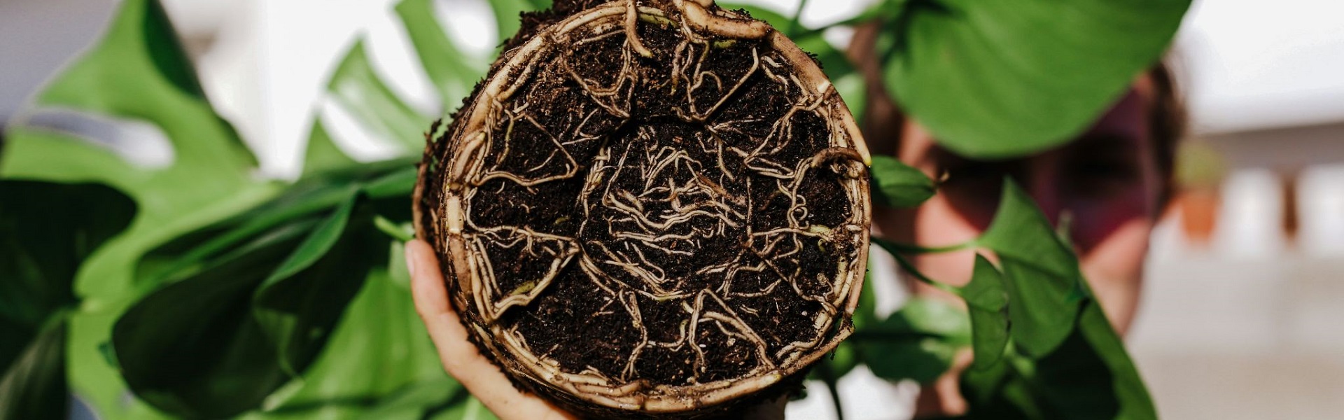 Root system of a small tree grown in a pot