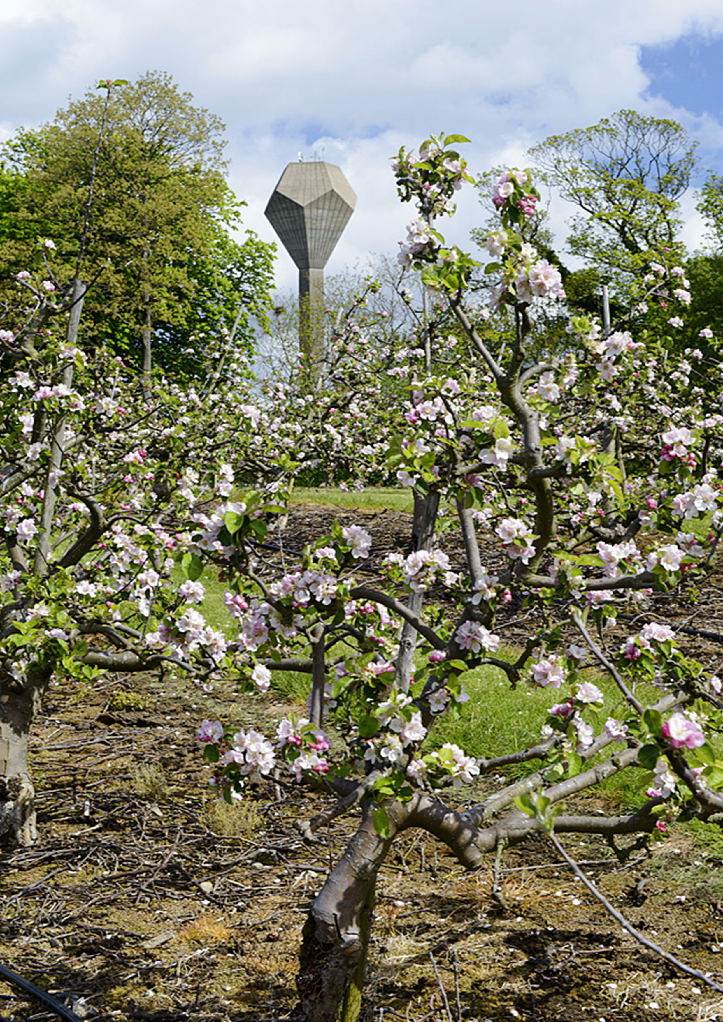 Flowered shrubs with UCD water tower in background