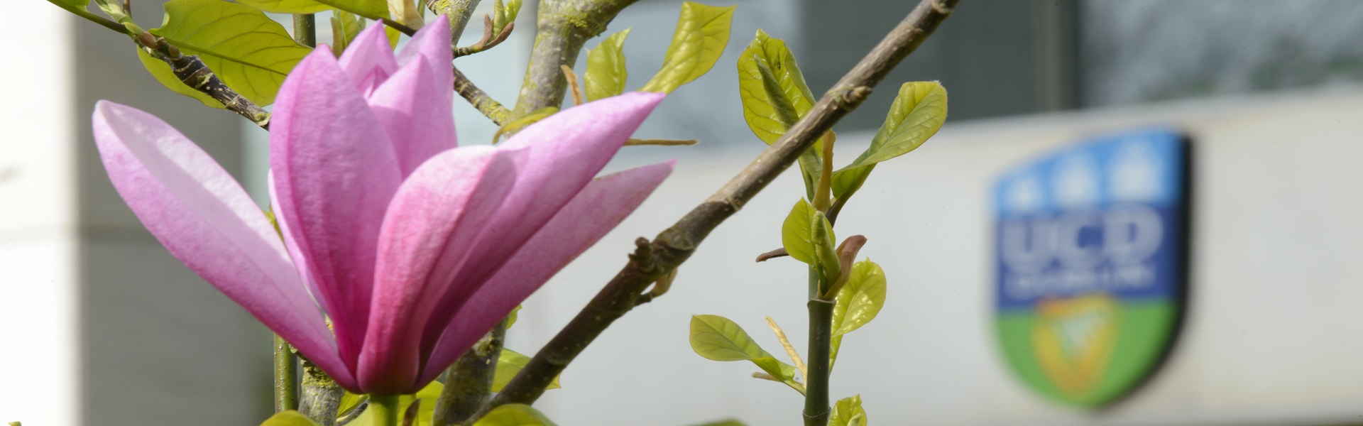 Close up of pink flower on UCD campus with UCD logo in background