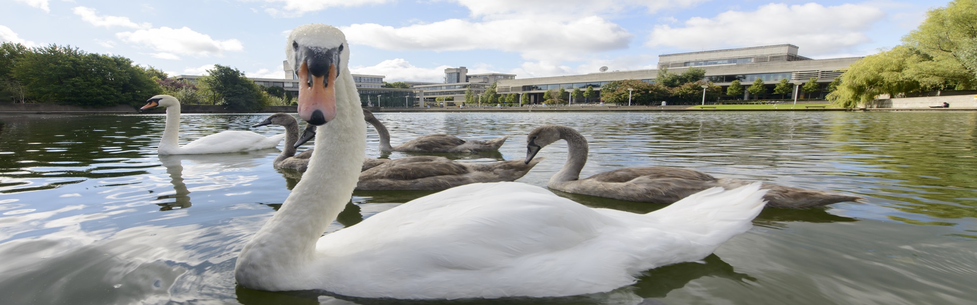 Swans and cygnets on the main lake at UCD